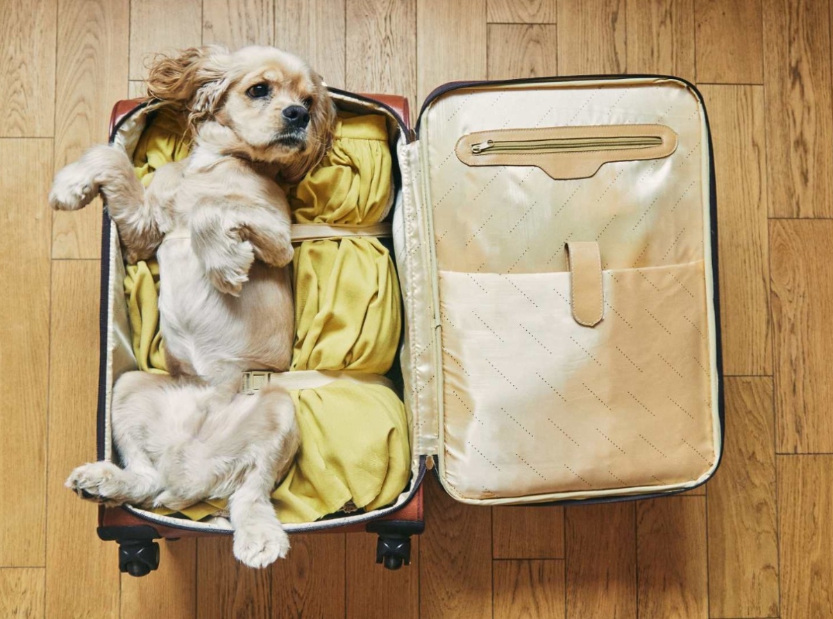 TÚ Y TU MASCOTA VIAJANDO FELICES