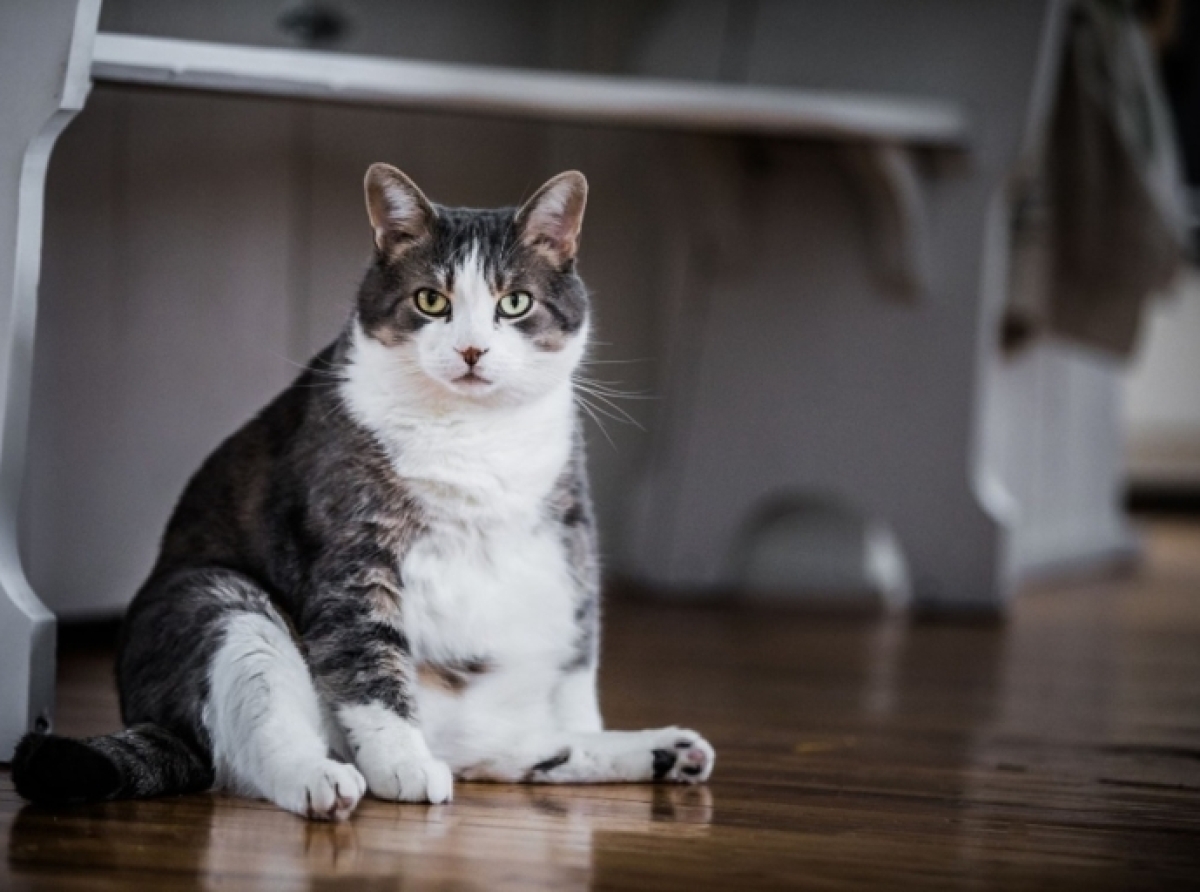 LA IMPORTANCIA DE LA ESTERILIZACIÓN FELINA