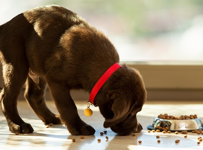 PROTEÍNAS DE GRAN VALOR NUTRICIONAL PARA TUS MASCOTAS