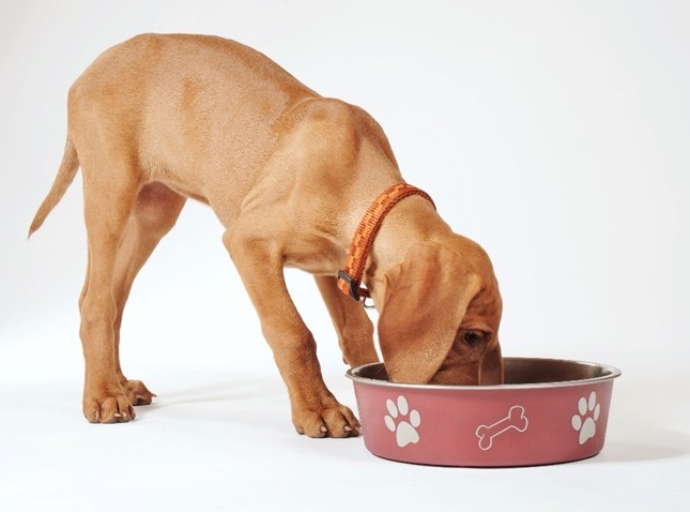 CÓMO ALIMENTAR BIEN A TU CACHORRO DURANTE SU ETAPA DE CRECIMIENTO