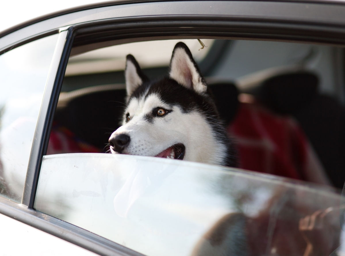 VIAJEROS DE CUATRO PATAS